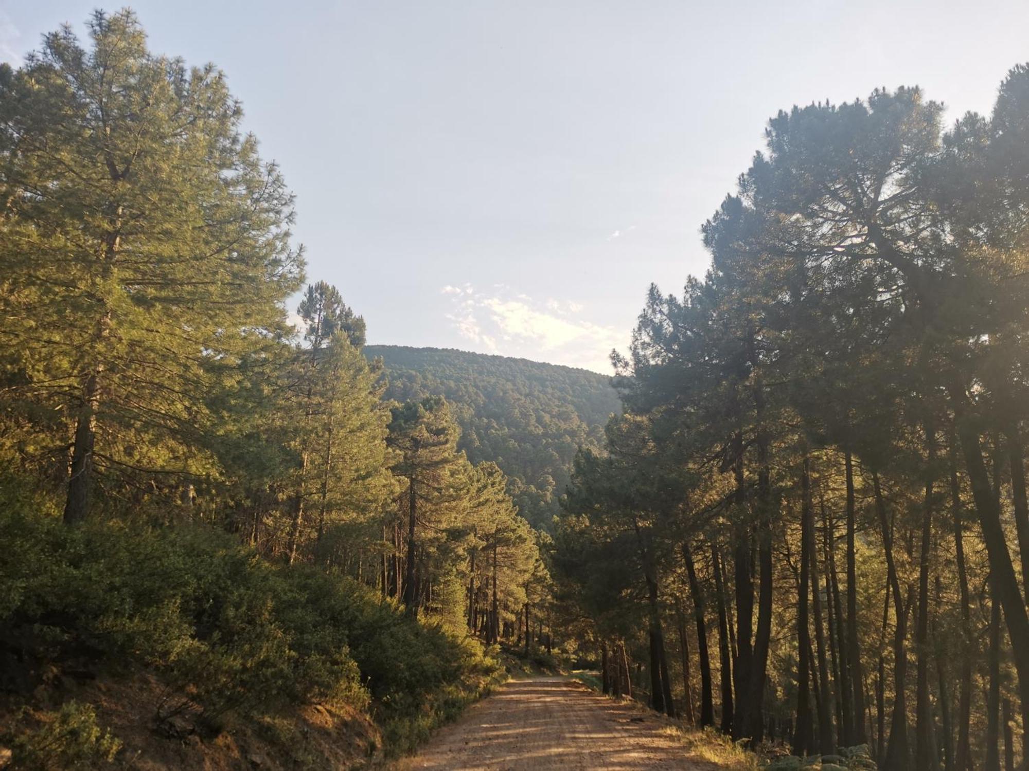 Bonita Casa En El Bosque - El Tiemblo Villa Buitenkant foto